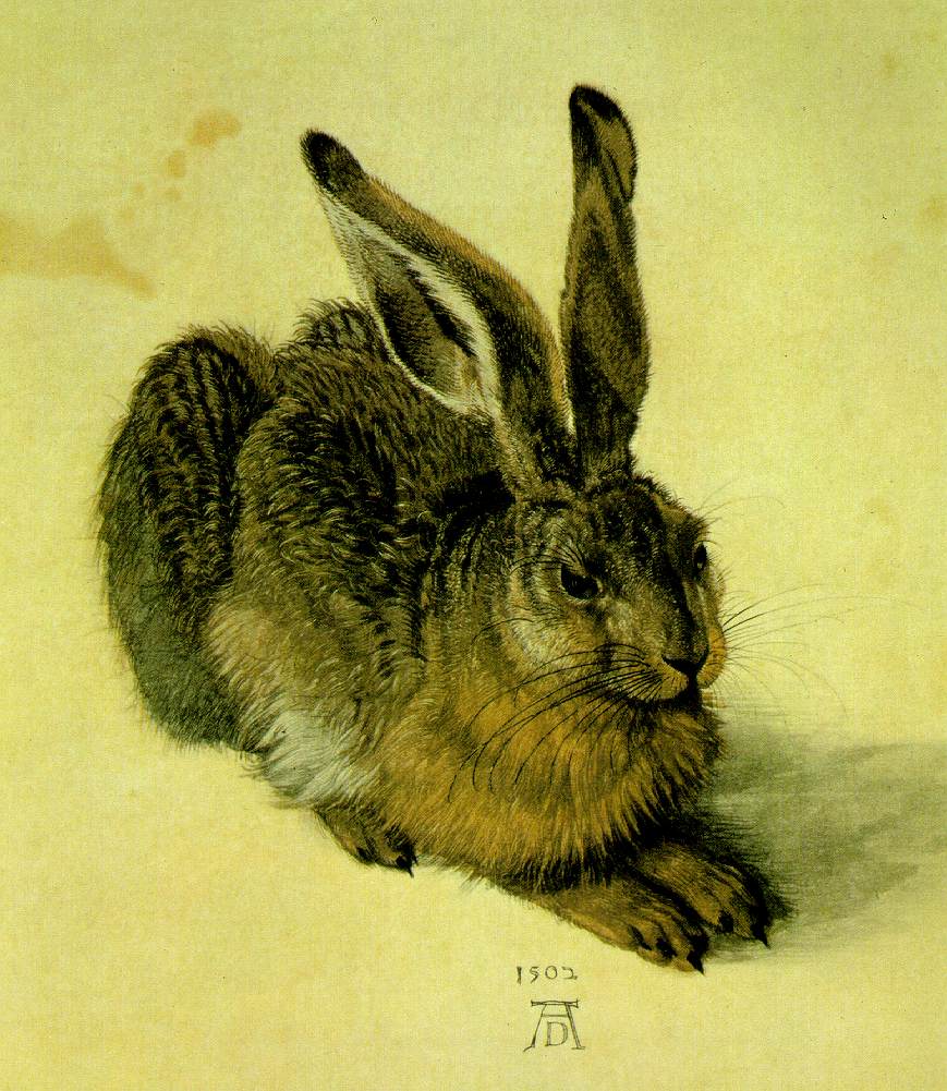 ein hase beobachtet werden kann er schaffte es aus den schnitten eine vielzahl von tonstufen herauszuarbeiten - Albrecht Drer Lebenslauf ein hase beobachtet werden kann er schaffte es aus den schnitten eine vielzahl von tonstufen herauszuarbeiten - Albrecht Drer Lebenslauf